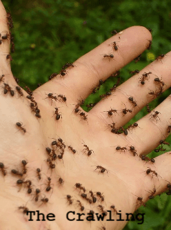 The Crawling cover