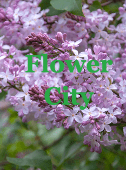 Flower City cover