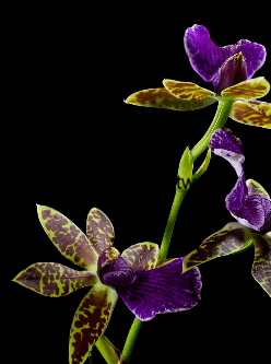 The Orchid Network cover