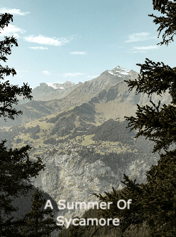 A Summer Of Sycamore cover
