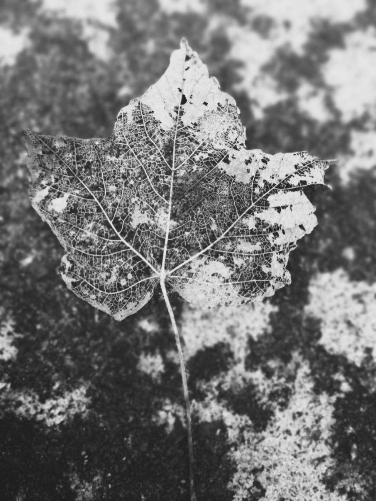The Poet cover