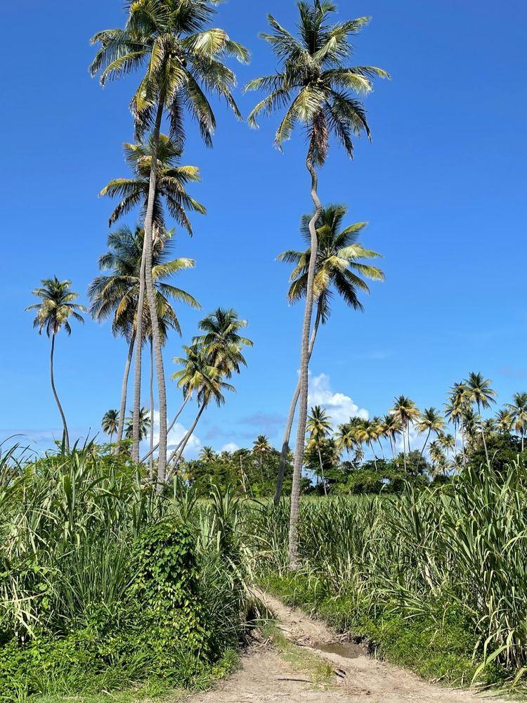 Where the Palms Once Stood cover