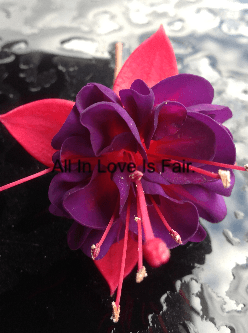 All In Love Is Fair. cover